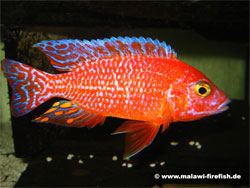 Aulonocara Firefish Malawi