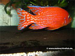 Aulonocara Firefish Malawi