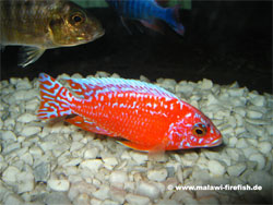 Aulonocara Firefish Malawi