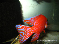 Aulonocara Firefish Malawi