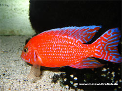 Aulonocara Firefish Malawi