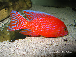 Aulonocara Firefish Malawi