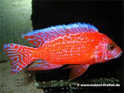 Aulonocara Firefish Malawi