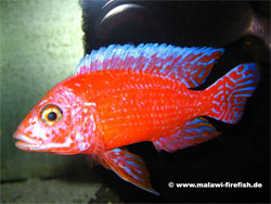 Aulonocara Firefish Malawi