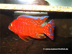 Aulonocara Firefish Malawi