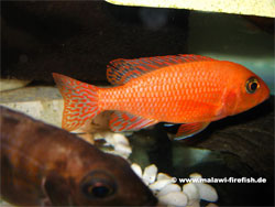 Aulonocara Firefish Malawi