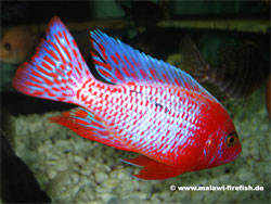 Aulonocara Firefish Malawi