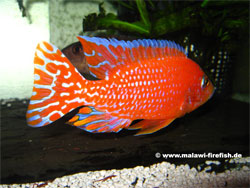 Aulonocara Firefish Malawi