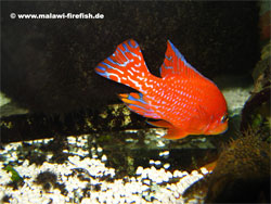 Aulonocara Firefish Malawi