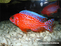 Aulonocara Firefish Malawi