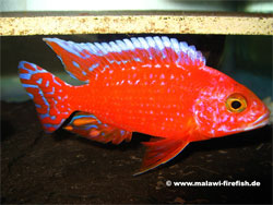 Aulonocara Firefish Malawi