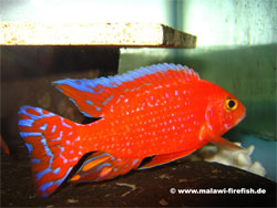 Aulonocara Firefish Malawi