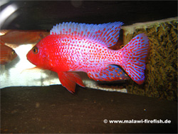 Aulonocara Firefish Malawi