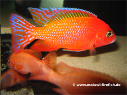 Aulonocara Firefish Malawi