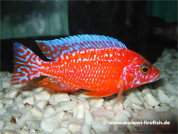 Aulonocara Firefish Malawi