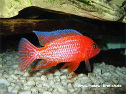 Aulonocara Firefish Malawi