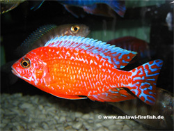 Aulonocara Firefish Malawi