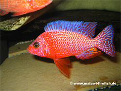 Aulonocara Firefish Malawi