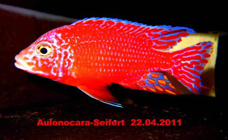 Aulonocara-Seifert-Firefish