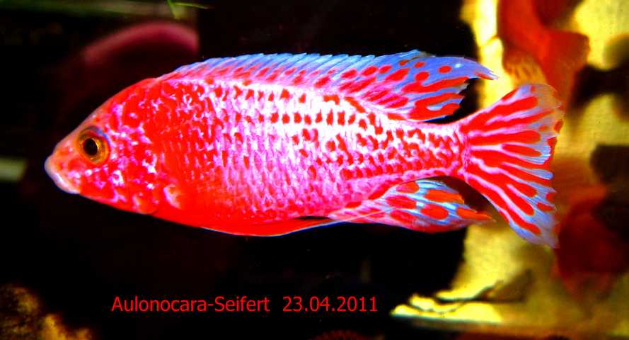 Aulonocara-Seifert-Firefish