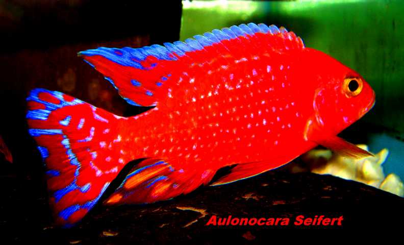 Aulonocara-Seifert-Firefish