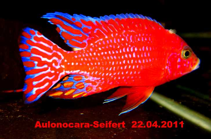 Aulonocara-Seifert-Firefish