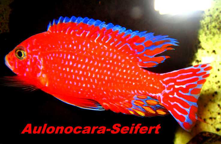 Aulonocara-Seifert-Firefish