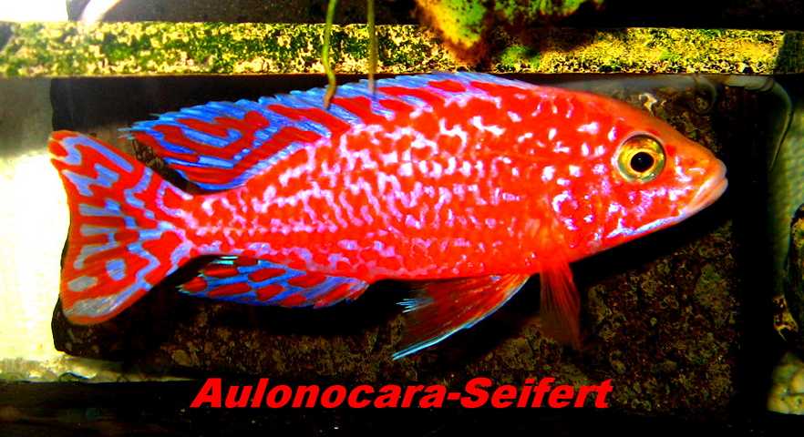 Aulonocara-Seifert-Firefish