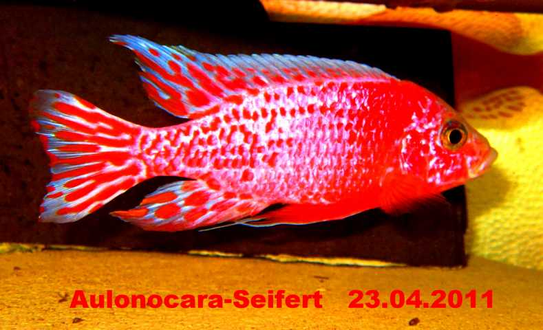 Aulonocara-Seifert-Firefish