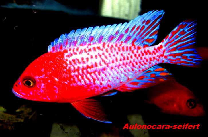 Aulonocara-Seifert-Firefish