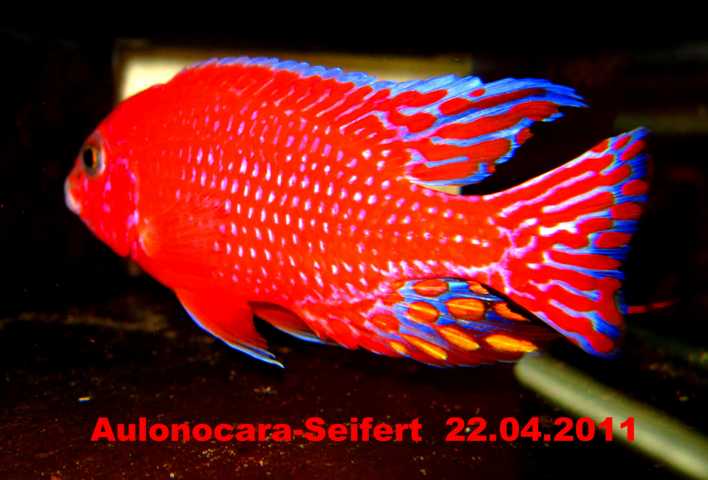 Aulonocara-Seifert-Firefish