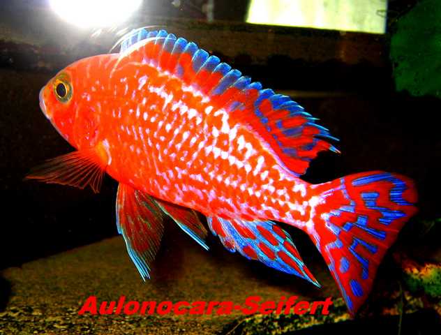 Aulonocara-Seifert-Firefish