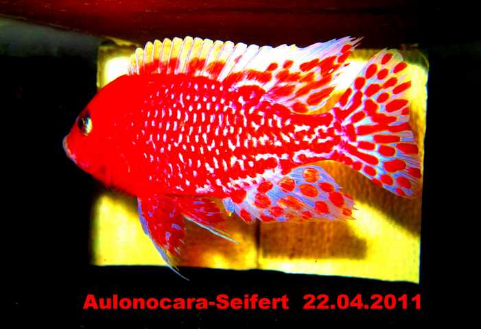 Aulonocara-Seifert-Firefish