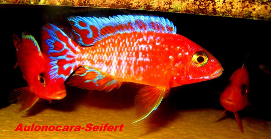 Aulonocara-Seifert-Firefish