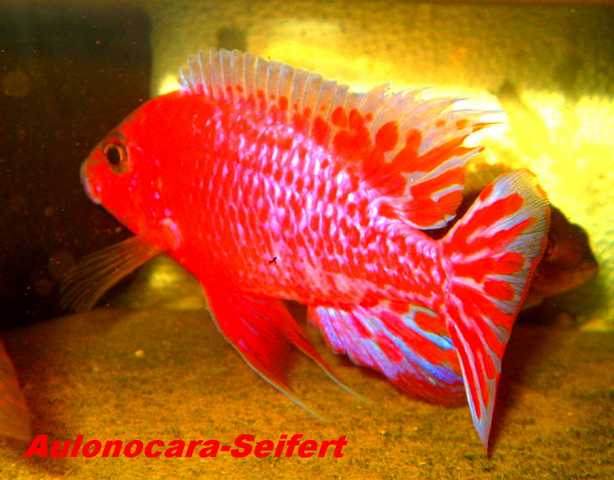 Aulonocara-Seifert-Firefish