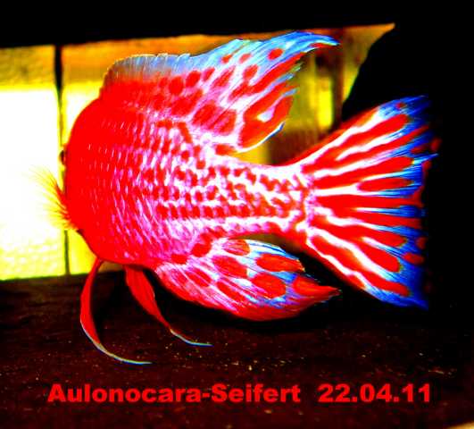 Aulonocara-Seifert-Firefish