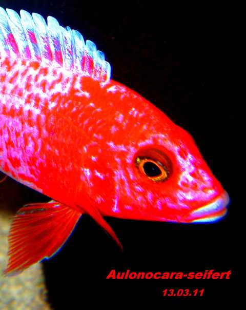 Aulonocara-Seifert-Firefish