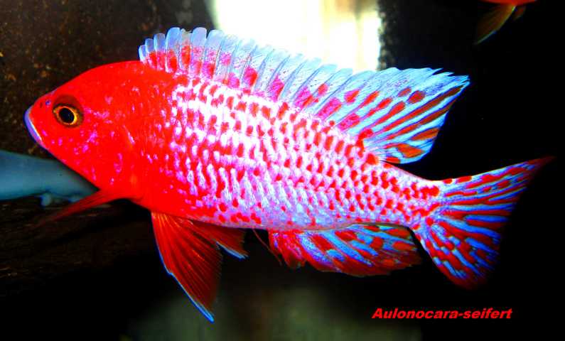 Aulonocara-Seifert-Firefish