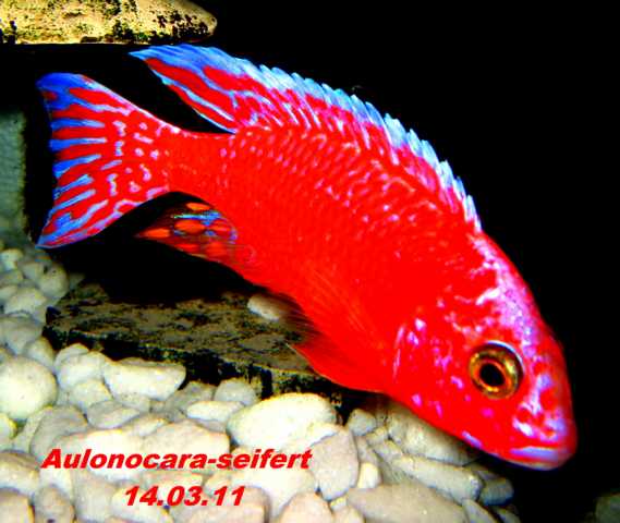 Aulonocara-Seifert-Firefish