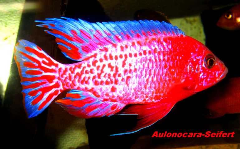 Aulonocara-Seifert-Firefish